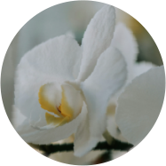 台灣蝴蝶蘭精粹 台灣蝴蝶蘭精粹